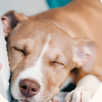 Let Your Pet Relax First